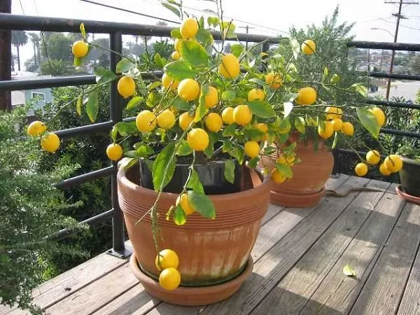 Костяной лимон. Фото ростка, растущего в домашних условиях