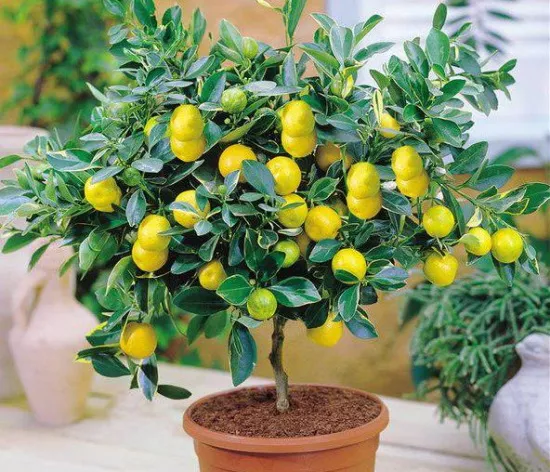 Костяной лимон. Фото ростка, растущего в домашних условиях