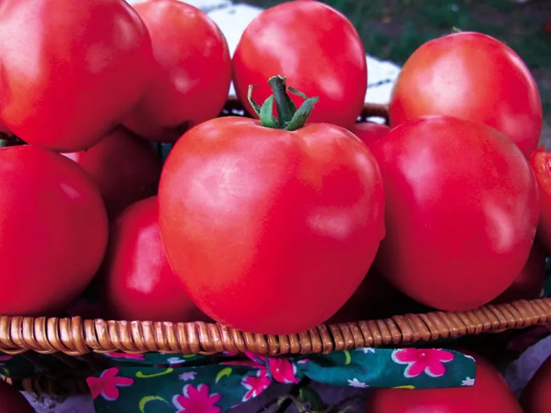 Линейка томатов Золотое Малиновое чудо: 15 сортов, характеристика, фото, отзывы