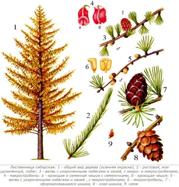 Сибирская лиственница. Фото, описание дерева, шишки, листья