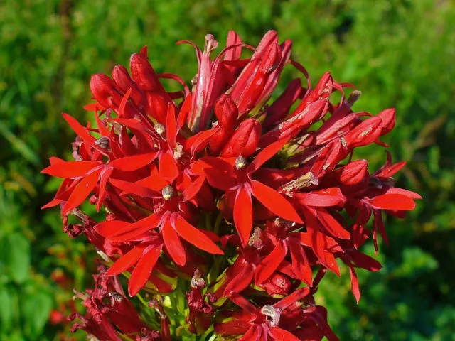 Лобелия кардинальская (purpurnaya, lobelia cardinalis): красная, аквариумная, огненная