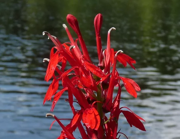 Лобелия кардинальская (purpurnaya, lobelia cardinalis): красная, аквариумная, огненная