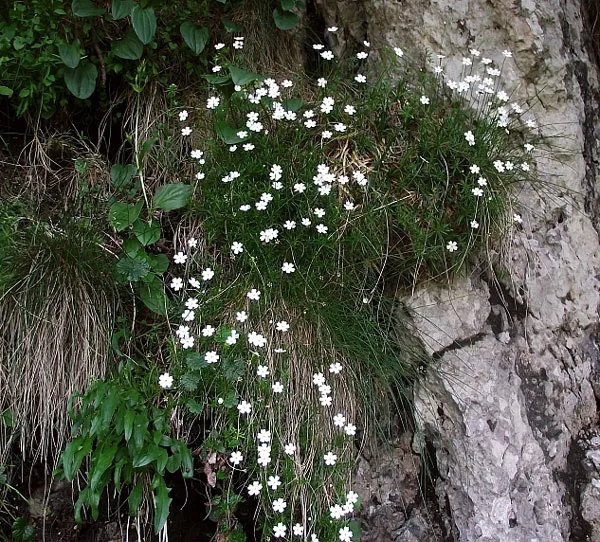 Лучшие растения для альпийской горки – цветущие, многолетние, хвойные