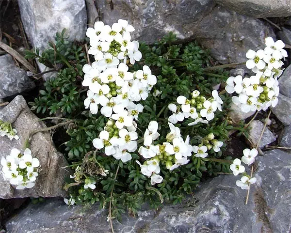 Лучшие растения для альпийской горки – цветущие, многолетние, хвойные