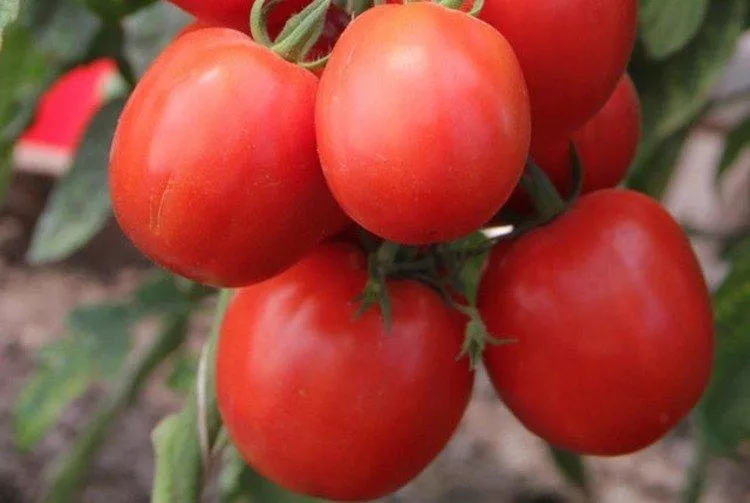 Лучшие сорта томатов - фото, названия и описание (каталог)