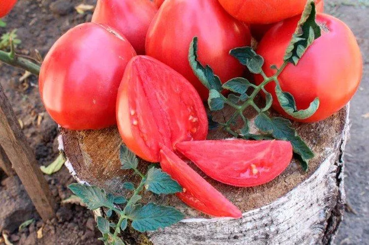 Лучшие сорта томатов - фото, названия и описание (каталог)
