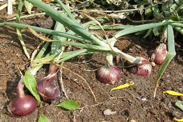 Ялтинский красный лук. Выращивание из семян, фото, отзывы