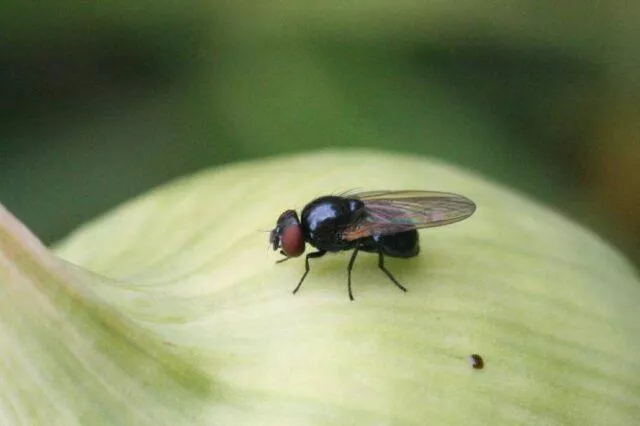 Луковая муха: как лечить народными средствами, обработка перед посадкой