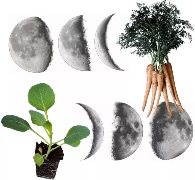 Лунный календарь посева семян на рассаду в 2022 в таблице (посадки рассады)