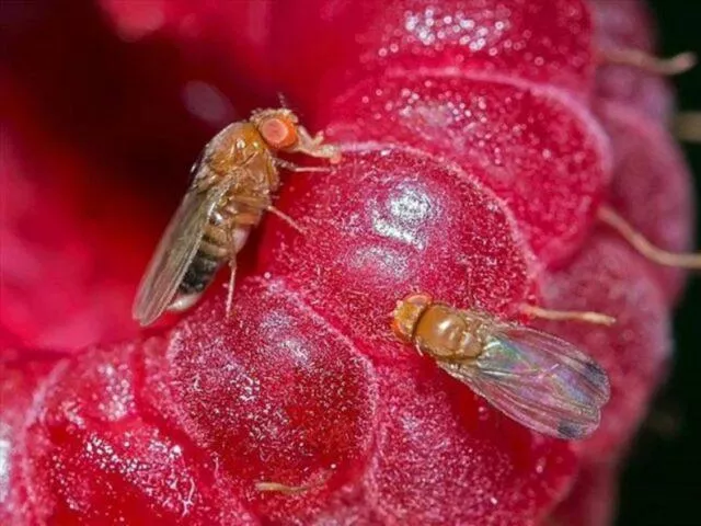 Малинная стеблевая муха: методы борьбы, весна, лето, фото