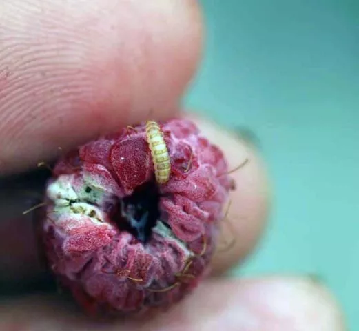 Малинный жук: методы борьбы, фото, что делать