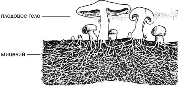 Вегетативное тело гриба. Строение вегетативного тела гриба. Плодовое тело и вегетативное тело. Как называется вегетативное тело гриба. Вегетативный мицелий грибов