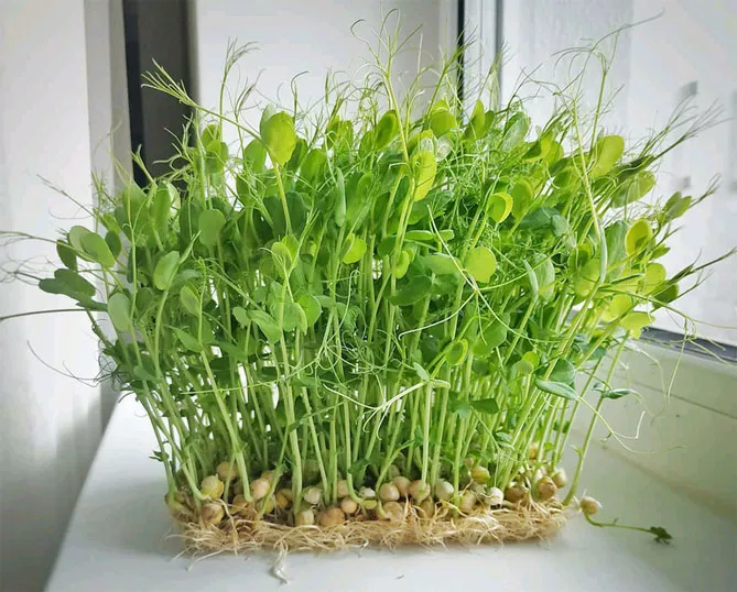 Микрозелень - выращивание в домашних условиях