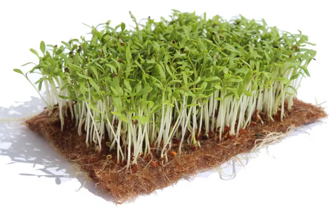 Микрозелень - выращивание в домашних условиях