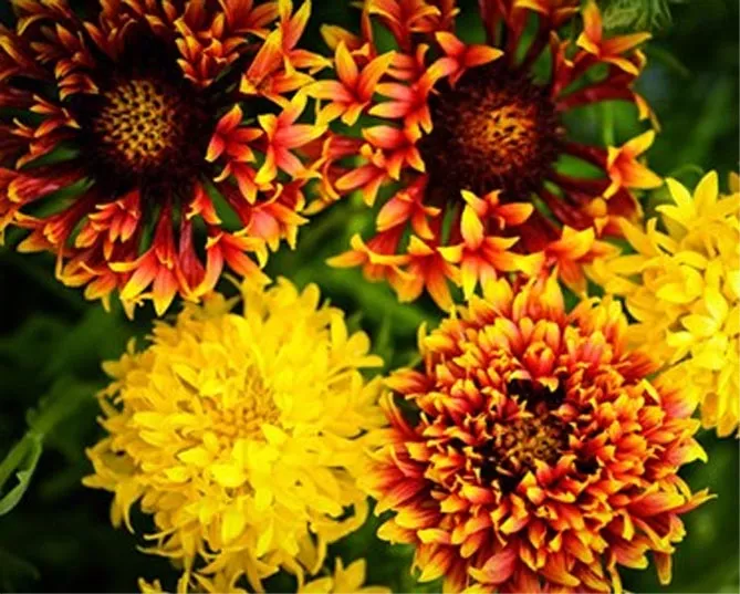 Многолетний цветок гайлардия – посадка и уход, выращивание рассады из семян, сорта
