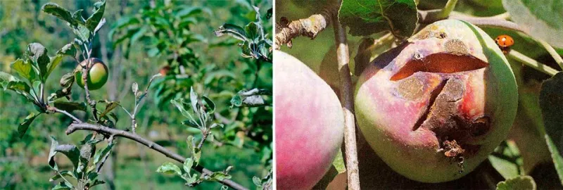 Мучнистая роса на яблоне: причины и методы борьбы