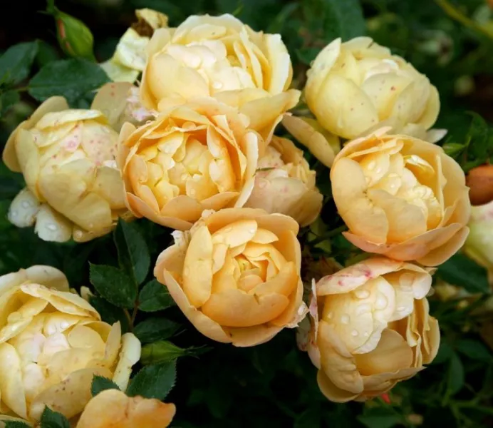 Названия и описания сортов роз, фото