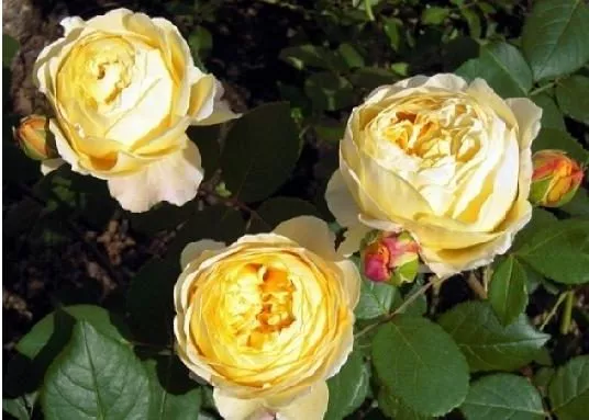 Названия и описания сортов роз, фото