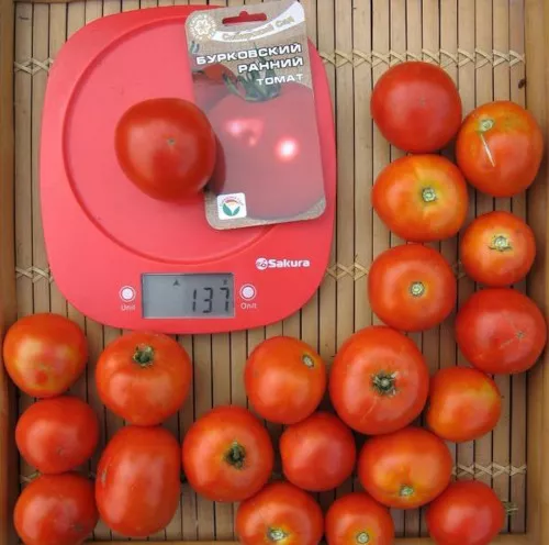 Низкорослые томаты для открытого грунта без прищипки