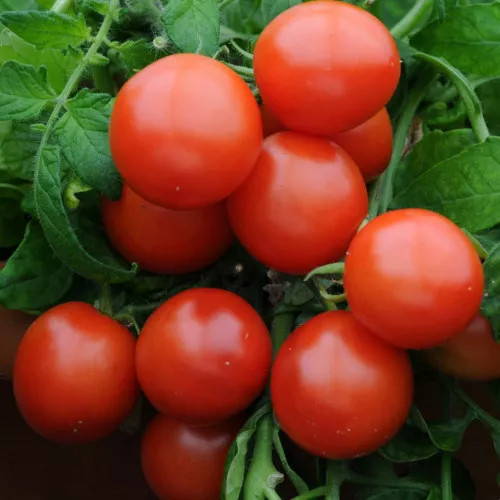 Низкорослые томаты для открытого грунта без прищипки