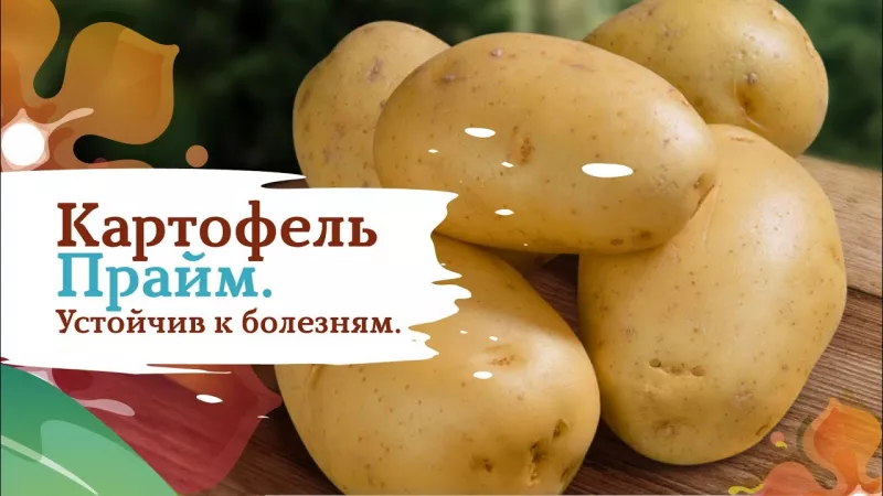 Новый сорт картофеля Прайм: характеристика, сравнение в таблицах, отзывы