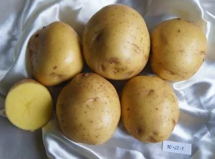 Новый сорт картофеля Прайм: характеристика, сравнение в таблицах, отзывы