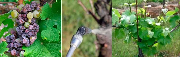 Обработка винограда осенью от вредителей и болезней