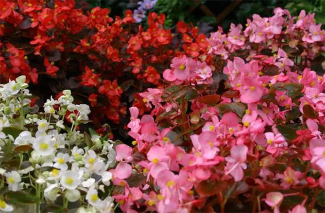 Однолетние цветы, чтобы цвести все лето, фото с названиями и описанием