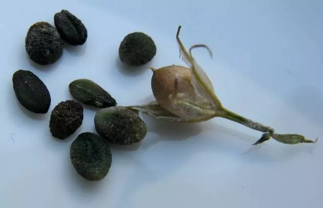 Однолетние флоксы – выращивание из семян