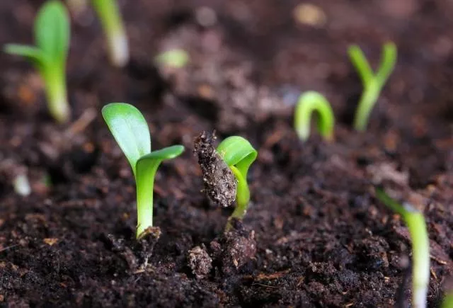 Однолетние флоксы – выращивание из семян