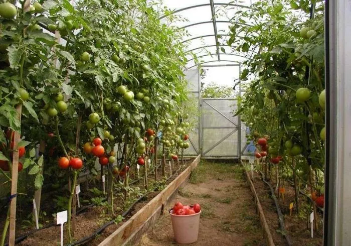 Огурцы и помидоры в теплице: посадка, уход + 15 сортов