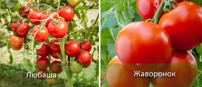 Огурцы и помидоры в теплице: посадка, уход + 15 сортов