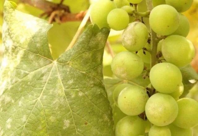 Оидиум (мучнистая роса) винограда: фото и как лечить болезнь, лекарства