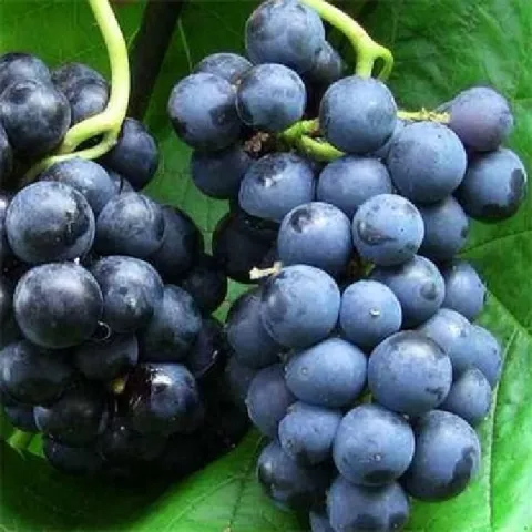 Оидиум (мучнистая роса) винограда: фото и как лечить болезнь, лекарства