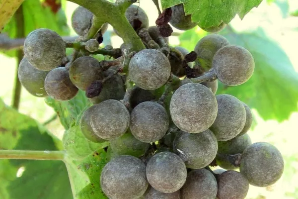 Мучнистая роса на винограде. Фото, обработка, чем обрабатывать