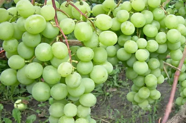 Мучнистая роса на винограде. Фото, обработка, чем обрабатывать