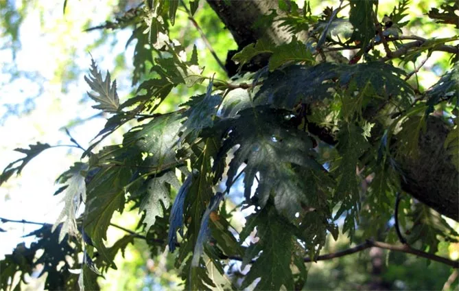 Ольха — описание и фото дерева, листьев, шишек