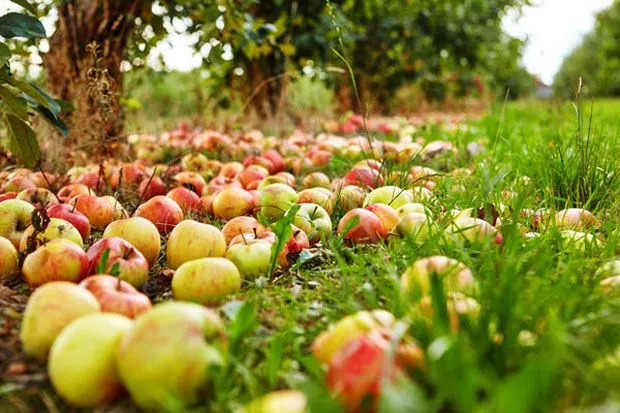 Опавшие и гнилые яблоки (падаль) как удобрение