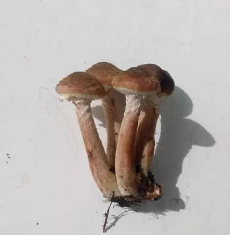 Темный гриб (еловый, молотый, темно-коричневый): фото и описание, как приготовить