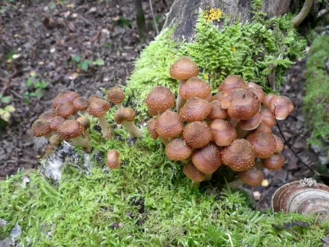 Темный гриб (еловый, молотый, темно-коричневый): фото и описание, как приготовить