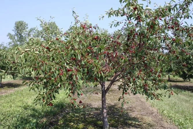 Описание сорта вишни Ипут: опылители, урожайность, отзывы и фото