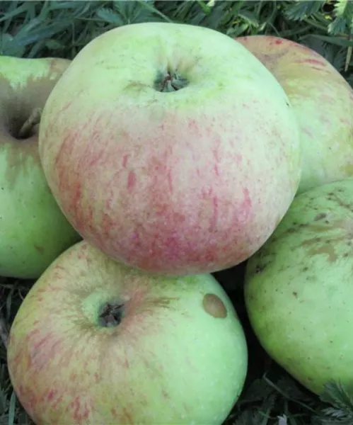 Описание сорта яблони Богатырь: морозостойкость, опылители, отзывы