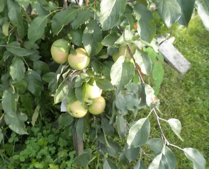 Описание сорта яблони Чудное: опылители, урожайность, морозостойкость, отзывы