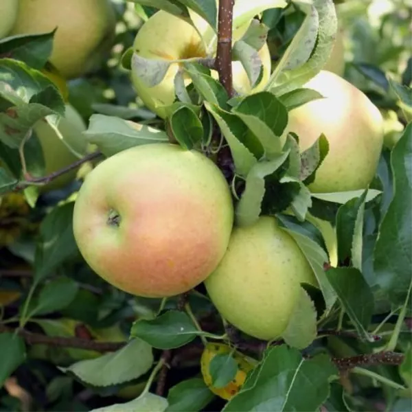 Описание сорта яблони Чудное: опылители, урожайность, морозостойкость, отзывы
