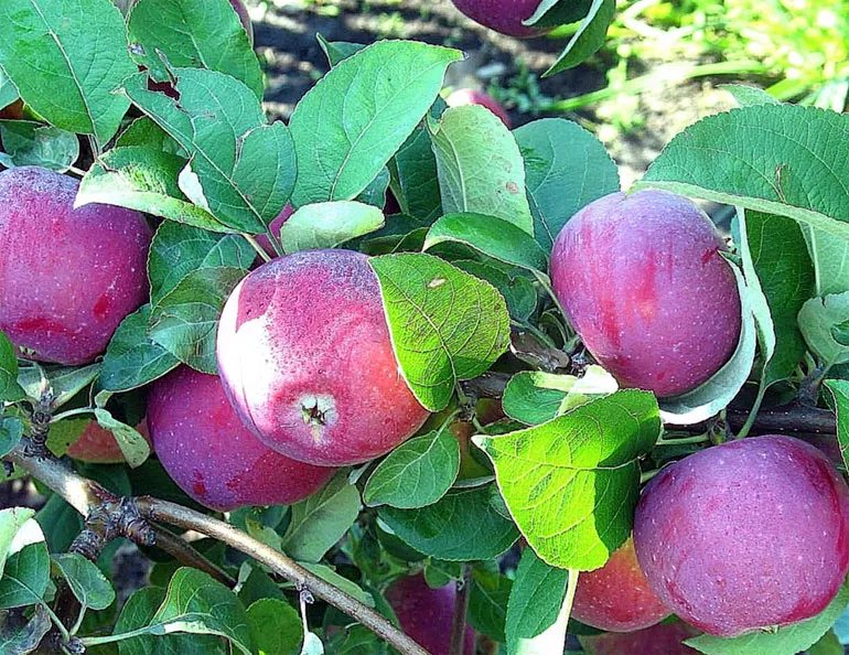 Описание сорта яблони Орлик, отзывы садоводов, фото