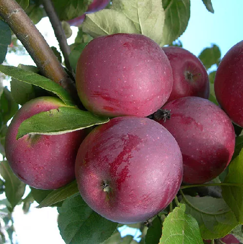 Описание сорта яблони Орлик, отзывы садоводов, фото