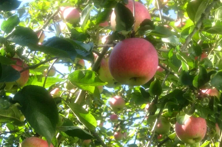 Описание сорта яблок Слава победителям: урожайность, фото, отзывы