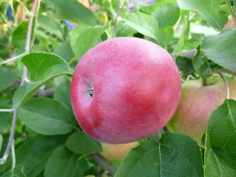 Описание сорта яблок Слава победителям: урожайность, фото, отзывы