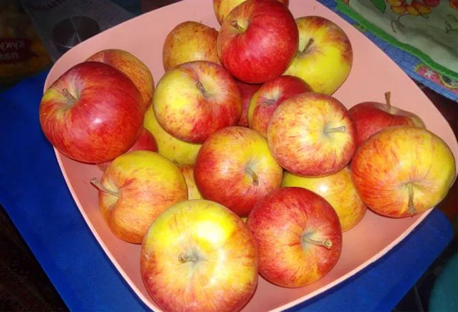 Описание сорта яблони Уэлси: урожайность, морозостойкость, фото, отзывы