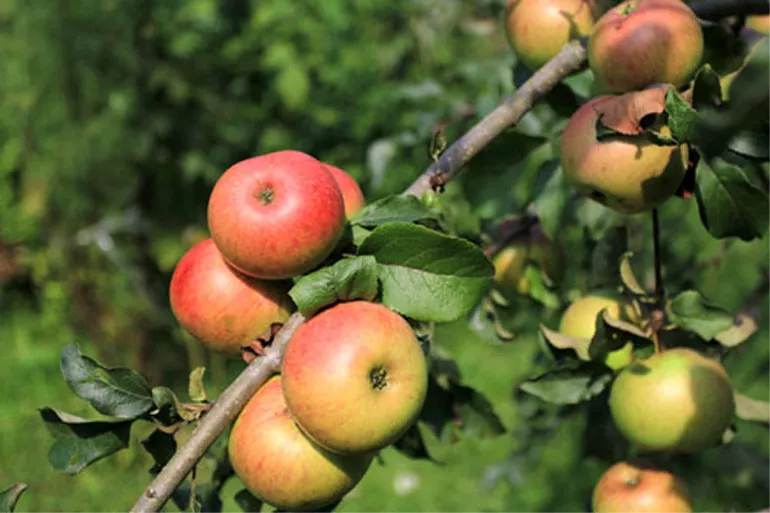 Описание сорта яблони Уэлси: урожайность, морозостойкость, фото, отзывы